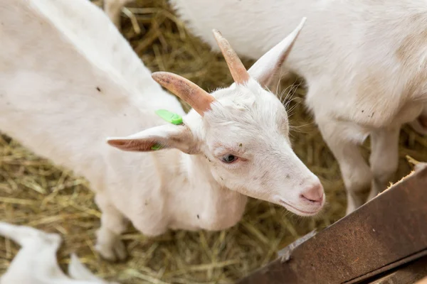 Goatlings på djurens gård — Stockfoto