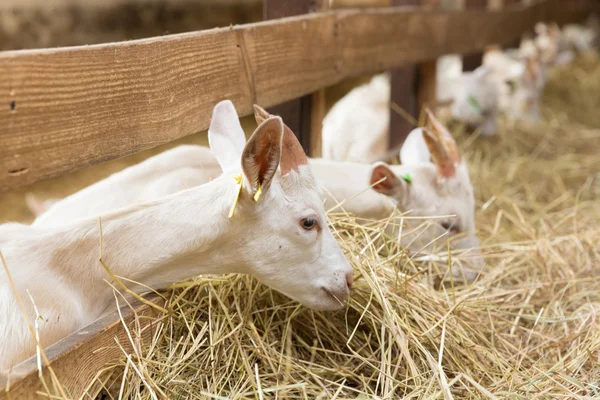 Goatlings eten van dierlijk landbouwbedrijf — Stockfoto