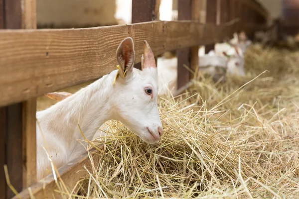 Goatlings se alimentan en granja animal —  Fotos de Stock
