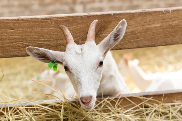 Goatlings táplálkozó Állatfarm — Stock Fotó