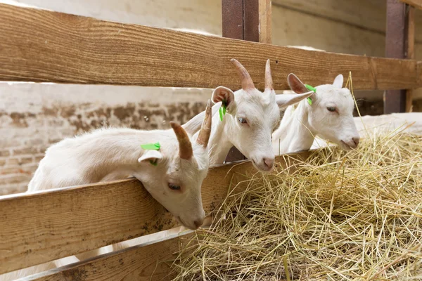 Goatlings se alimentan en granja animal —  Fotos de Stock