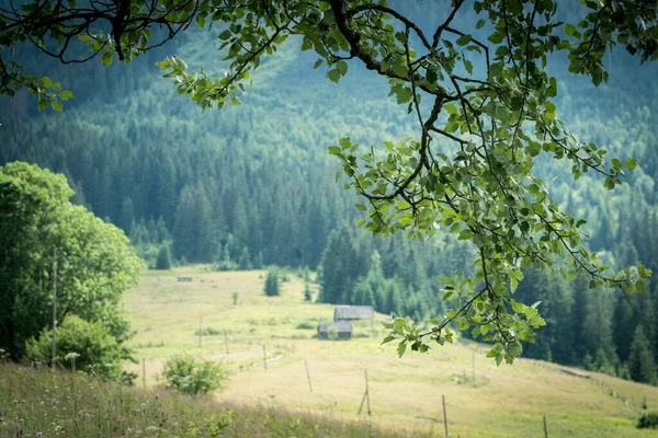 Paisaje Vista Verano Las Montañas Los Cárpatos Cerca Verkhovyna Ucrania — Foto de Stock