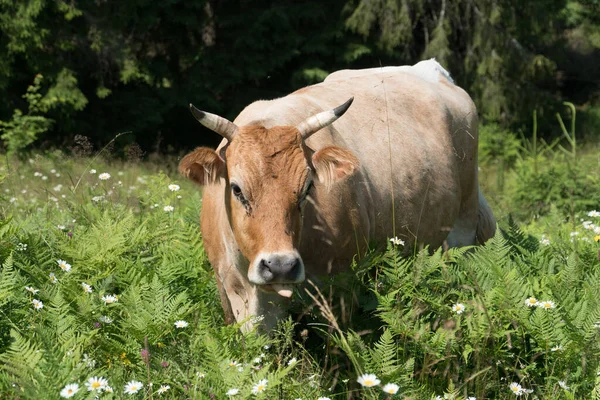 Vacas Pastoreio Livres Orgânicas Nas Montanhas Dos Cárpatos Ucrânia Criação — Fotografia de Stock