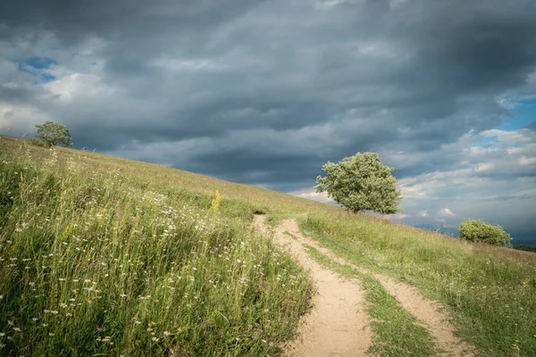 Árbol Solitario Camino Tierra Las Montañas Los Cárpatos Bajo Cielo —  Fotos de Stock