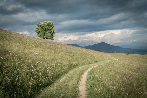Ensam Träd Och Grusväg Ett Karpatiskt Berg Den Stormiga Himlen — Stockfoto