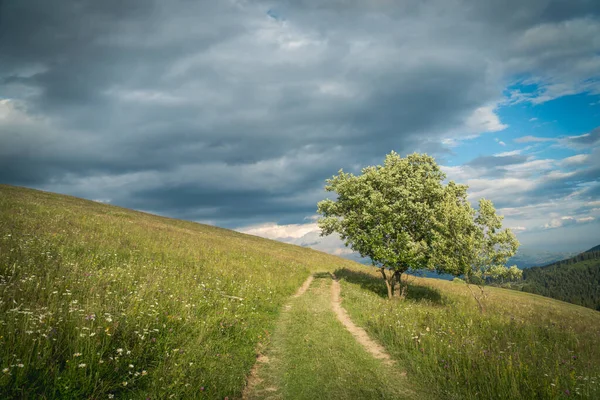 Ensam Träd Och Grusväg Karpaterna Bergen Den Stormiga Himlen Somvar — Stockfoto