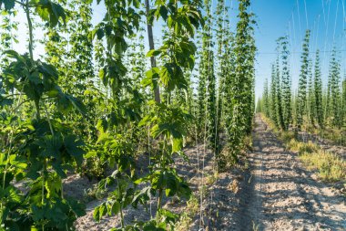 Yeşil sıçrayış sahası. Tarım endüstrisi ve bira üretim konsepti.