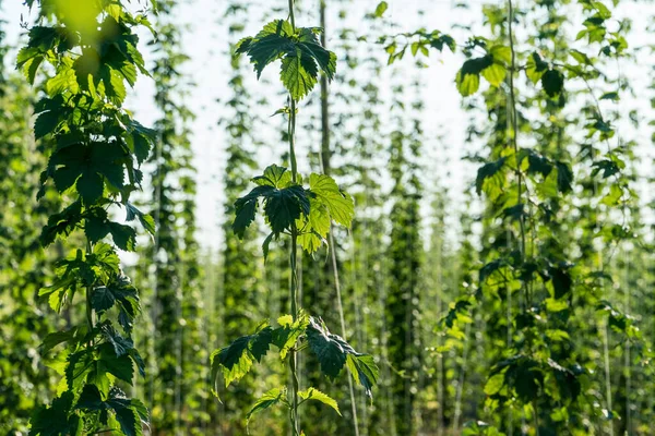 Close up og green hops leaves on a farmer\'s field. Agriculture industry and beer production concept.