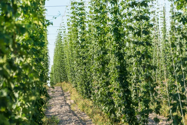 Зелене Поле Хмелю Сільськогосподарська Промисловість Концепція Виробництва Пива — стокове фото