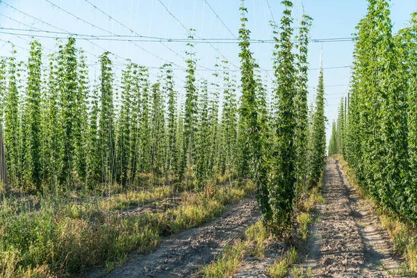 Green hops field.  Agriculture industry and beer production concept.