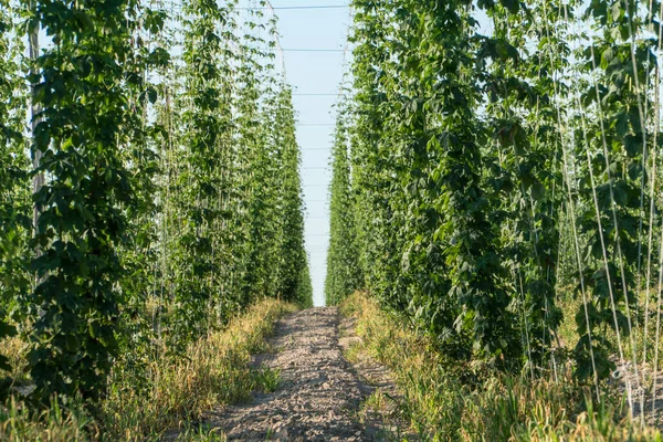 Groen Hopveld Landbouw Bierproductieconcept — Stockfoto