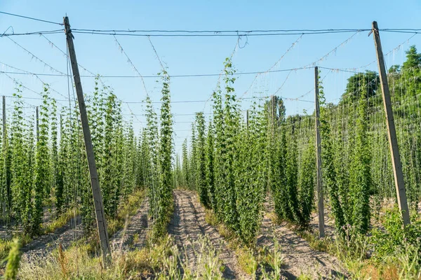 Campo Lúpulo Verde Industria Agrícola Concepto Producción Cerveza — Foto de Stock