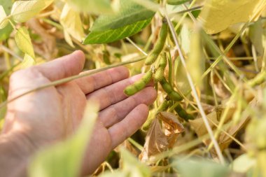 Soya fasulyesi, soya fasulyesi tarlasında insan elinde. Tarım üretim kavramı