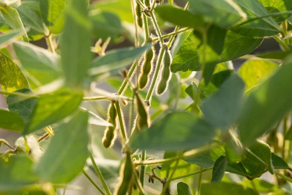 Groene Sojabonen Klaar Een Boerenveld Landbouwproductieconcept — Stockfoto