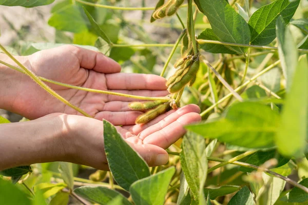 Sojabonen Menselijke Handen Een Sojaveld Landbouwproductieconcept — Stockfoto