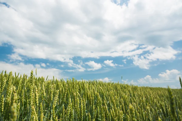 Green wheat field — Stock Photo, Image