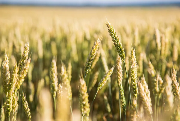 New wheat harvest — Stock Photo, Image