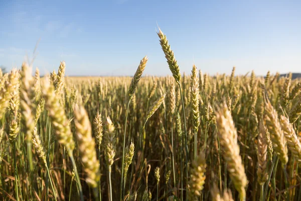 Green wheat ears — Stock Photo, Image