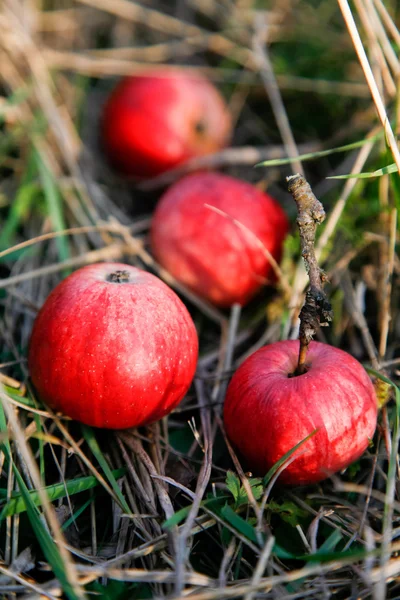 Manzanas frescas en una hierba —  Fotos de Stock