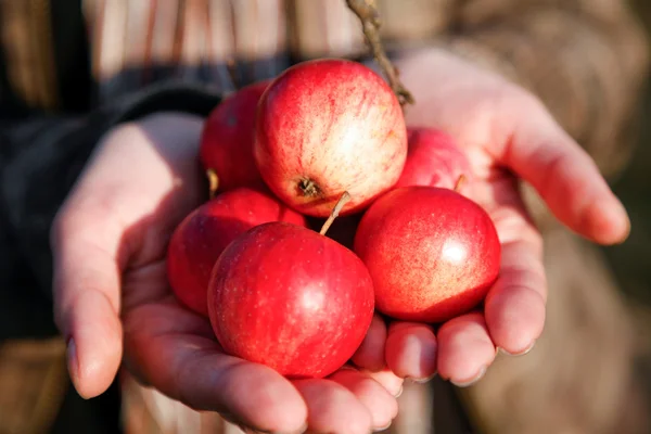 Håndfulle og epler – stockfoto