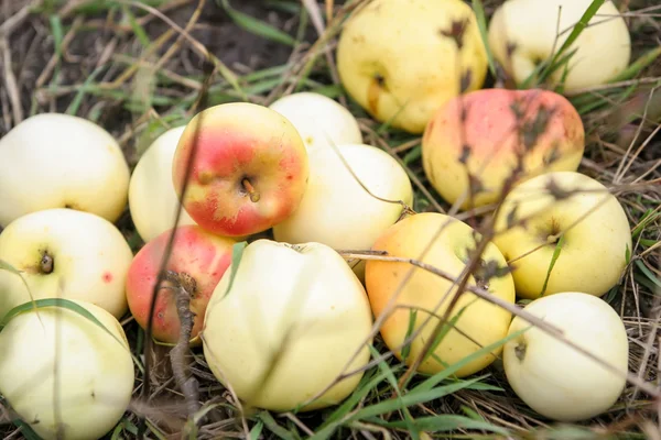 Verse appelen in een gras — Stockfoto