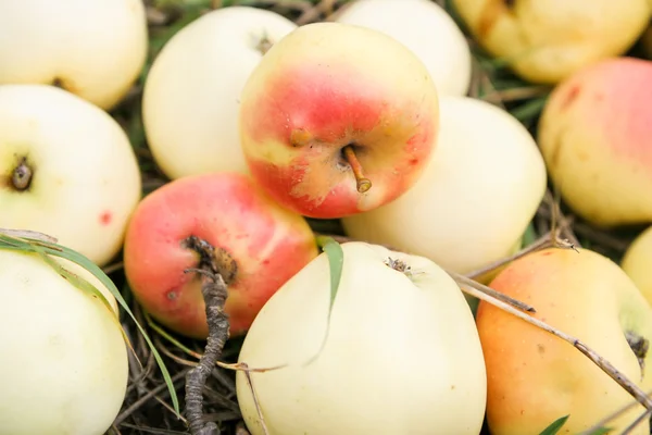 Frische Äpfel im Gras — Stockfoto