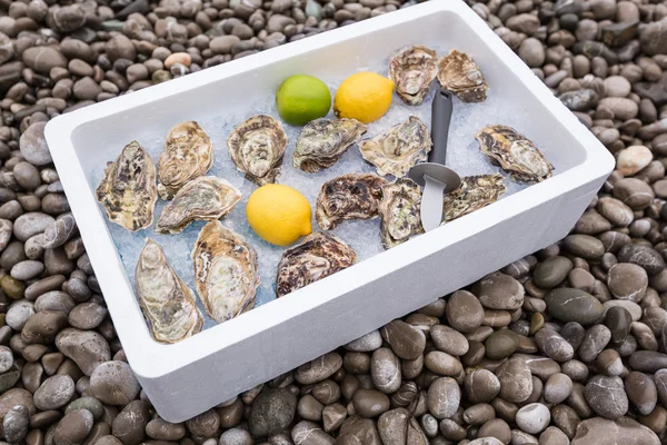 Fresh oysters on ice — Stock Photo, Image