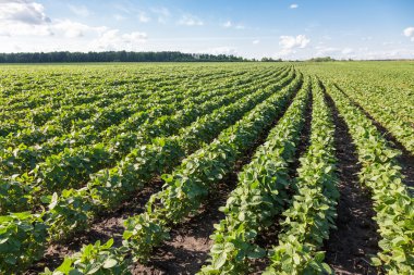 Rows of young soybean plants  clipart