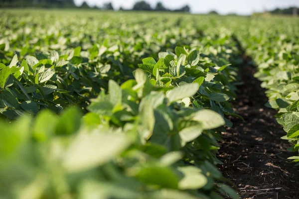 Filas de plantas jóvenes de soja — Foto de Stock