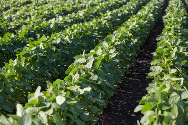 Rows of young soybean plants — Stock Photo, Image