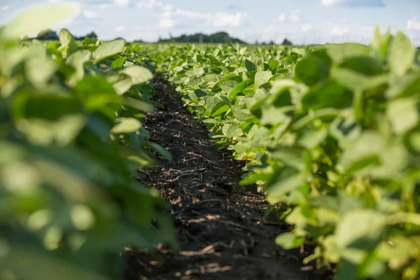 Rijen van jonge soja planten — Stockfoto