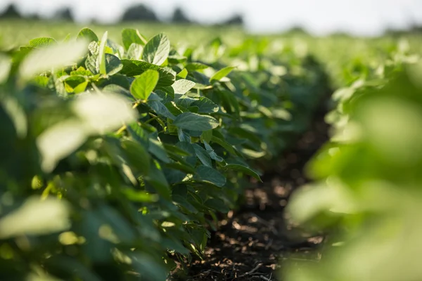 Rows of young soybean plants — Stock Photo, Image