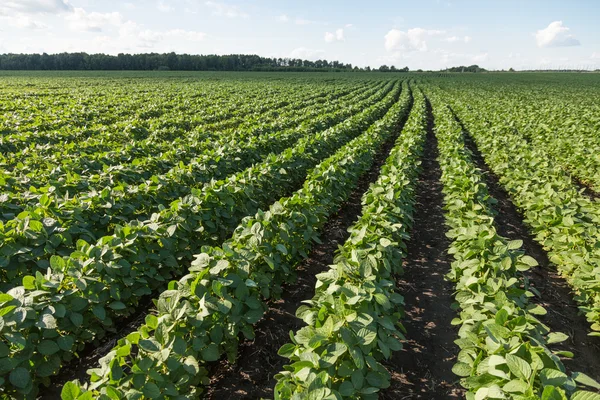 Rows of young soybean plants — Stock Photo, Image