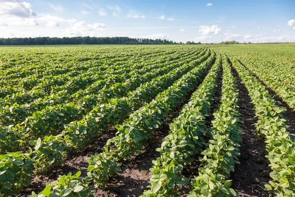 Rader av unga sojabönor växter — Stockfoto