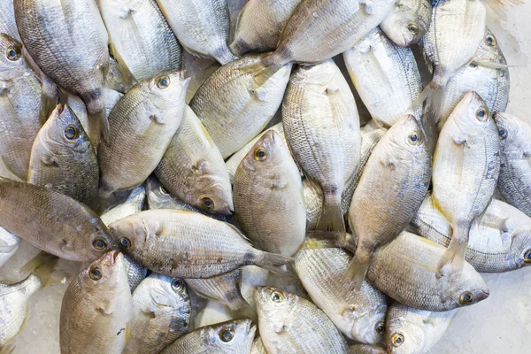 Fresh fish on a market — Stock Photo, Image