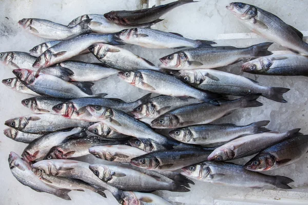 Fresh labrax or seabass on ice — Stock Photo, Image