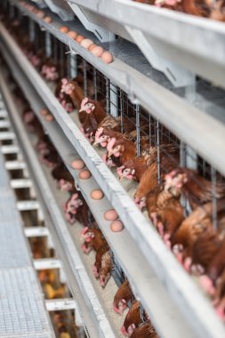 Laying hens on a poultry factory 