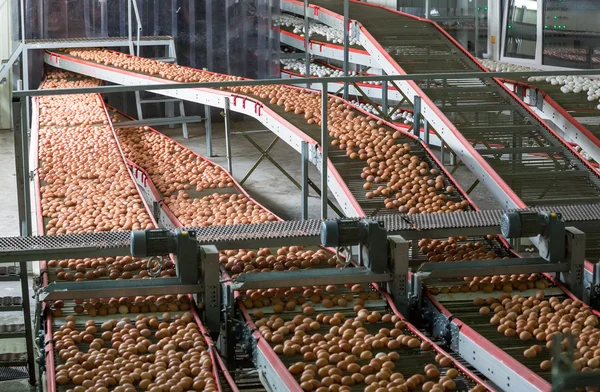 Huevos en una fábrica avícola —  Fotos de Stock