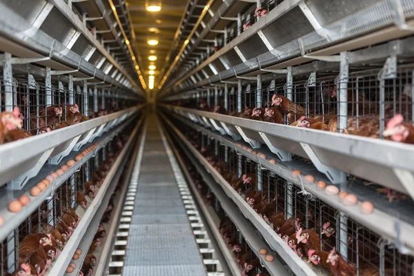 Gallinas ponedoras en una fábrica avícola — Foto de Stock