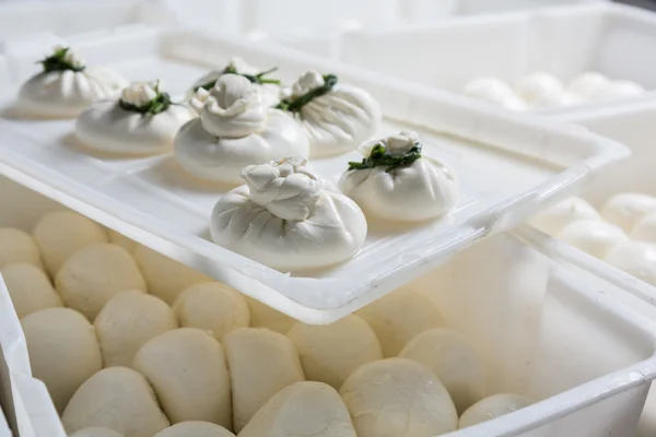 Burrata peynir bir üretim — Stok fotoğraf