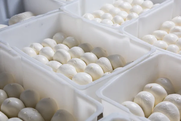 Sýr Mozzarella produkce — Stock fotografie