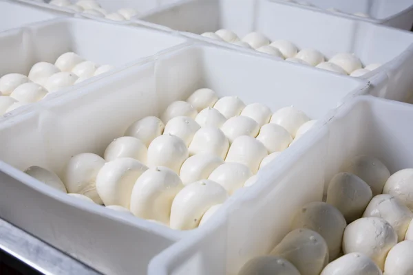 Mozzarella-Käse auf einer Produktion — Stockfoto