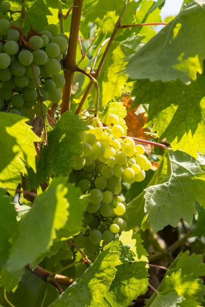 Grapes on a vineyard — Stock Photo, Image