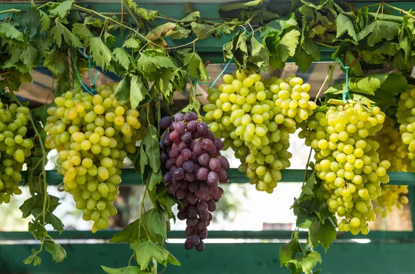 Fresh grape on a marker — Stock Photo, Image