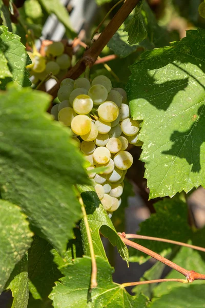Grapes on a vineyard — Stock Photo, Image