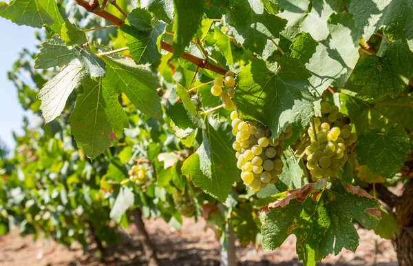 Grapes on a vineyard — Stock Photo, Image