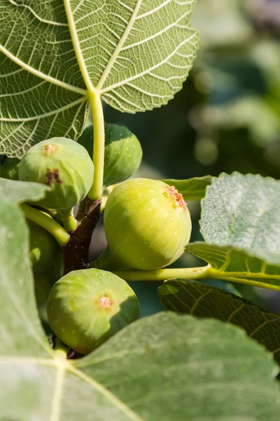 Rijp groene fig — Stockfoto