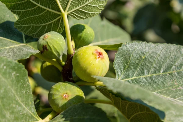 Ripe green fig — Stock Photo, Image