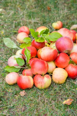 Olgun elma bir çim üzerinde bir demet