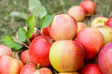 Olgun elma bir çim üzerinde bir demet